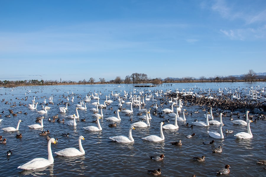 阿賀野市の写真