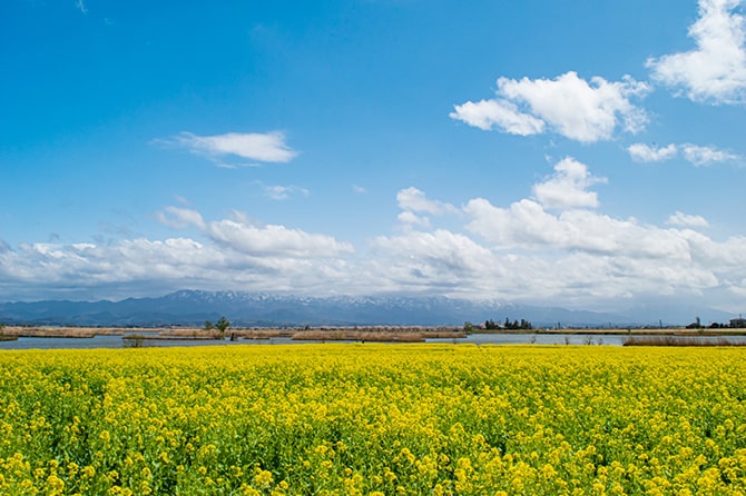 新潟市北区の写真